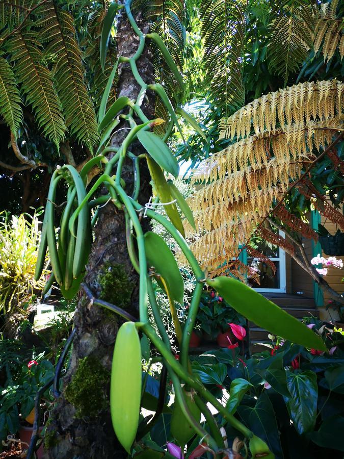 Les Agapanthes Villa Le Tampon Exterior photo